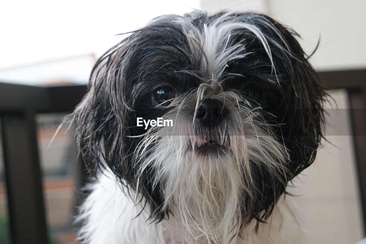 Close-up of shih tzu 