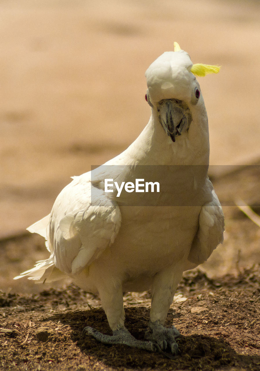 Close-up of sulphur crested cockatoo on field