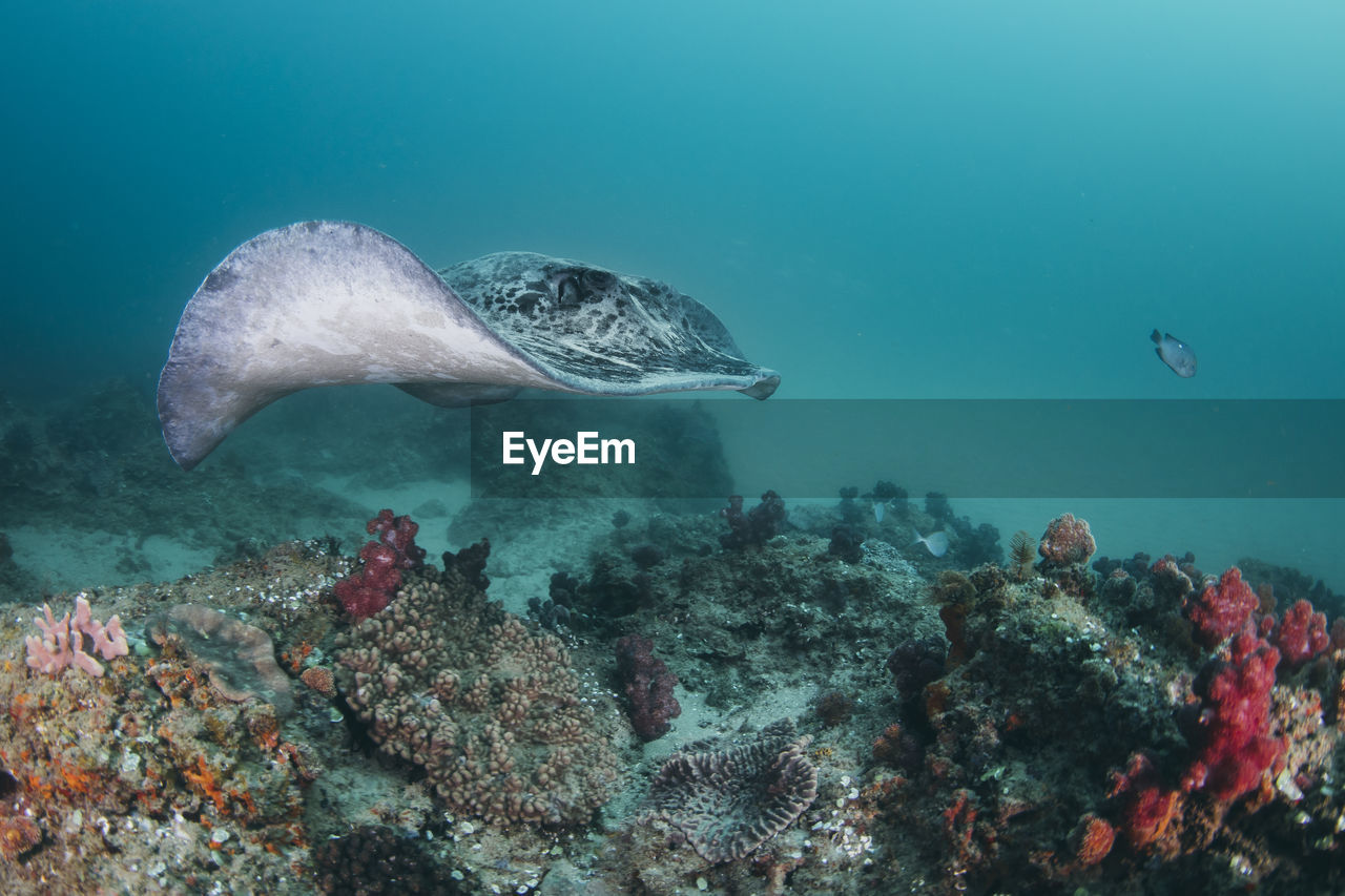 Stingray swimming in sea