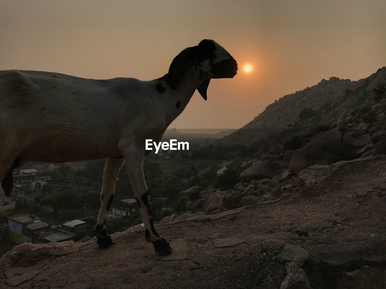 animal, animal themes, mammal, one animal, domestic animals, side view, sky, sunset, nature, animal wildlife, no people, environment, pet, bighorn, mustang horse, standing, wildlife, outdoors, landscape, full length, dusk, mountain, beauty in nature