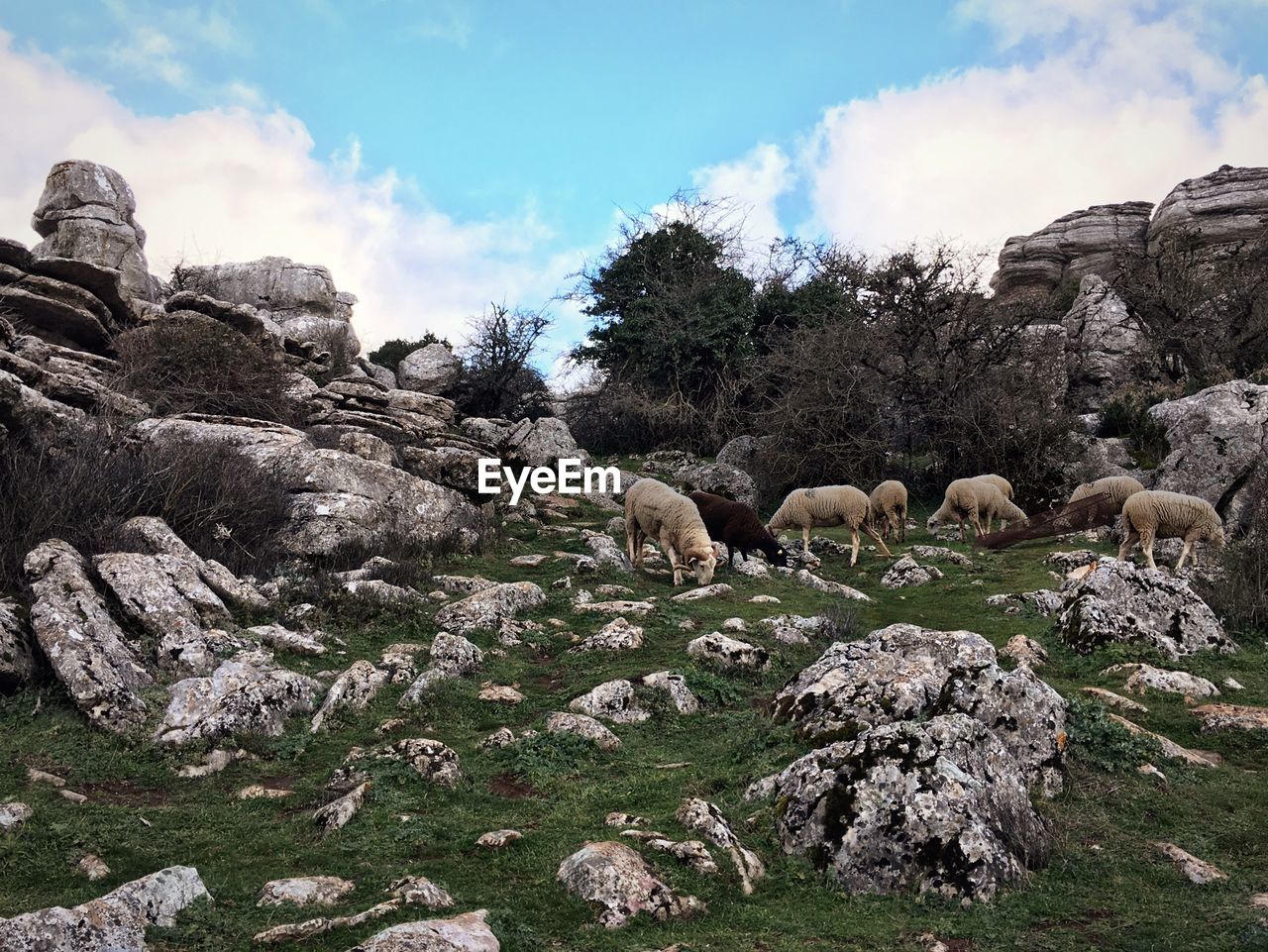 Sheep grazing at torcal de antequera against sky