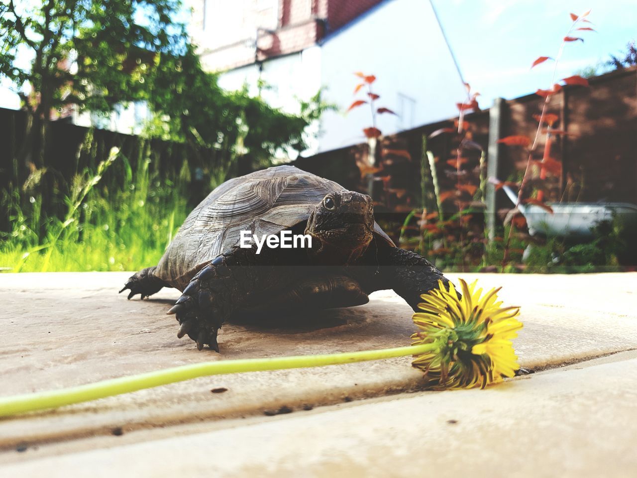 Tortoise reaching flower to feed 