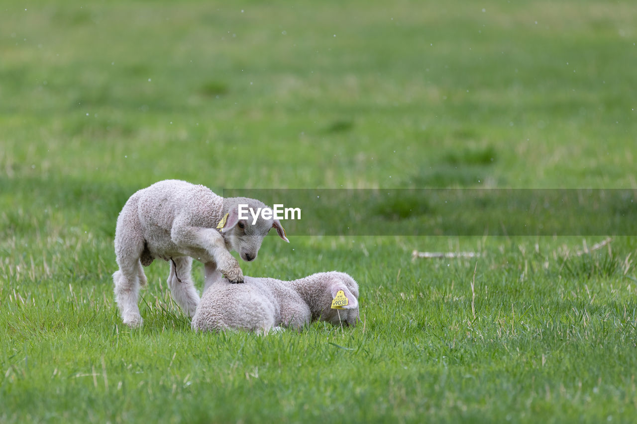 Two cute lambs on grassland in spring whith one nudging the other one