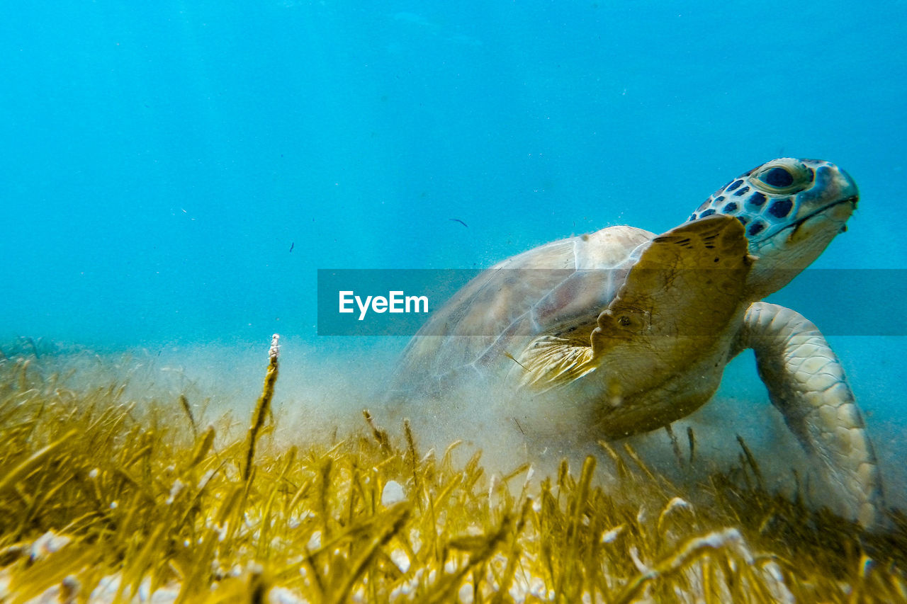 Green turtle swimming in sea