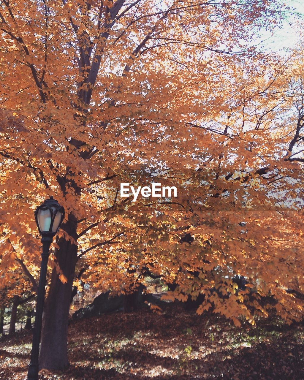 LOW ANGLE VIEW OF TREES AGAINST THE SKY