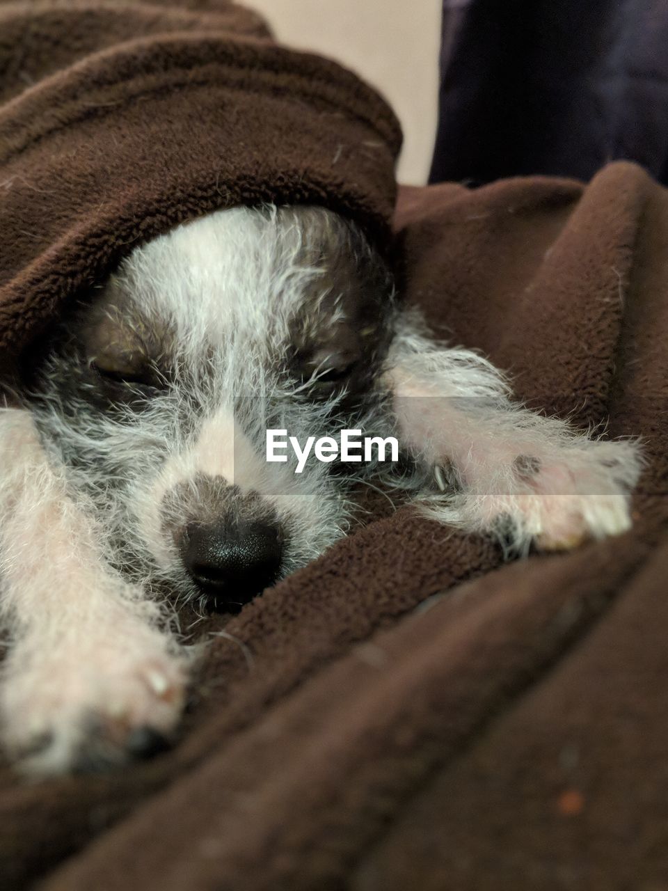 CLOSE-UP OF DOG RESTING