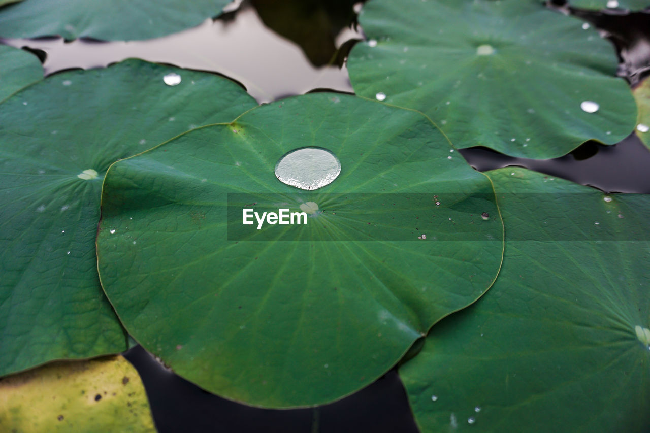 High angle view of wet leaves