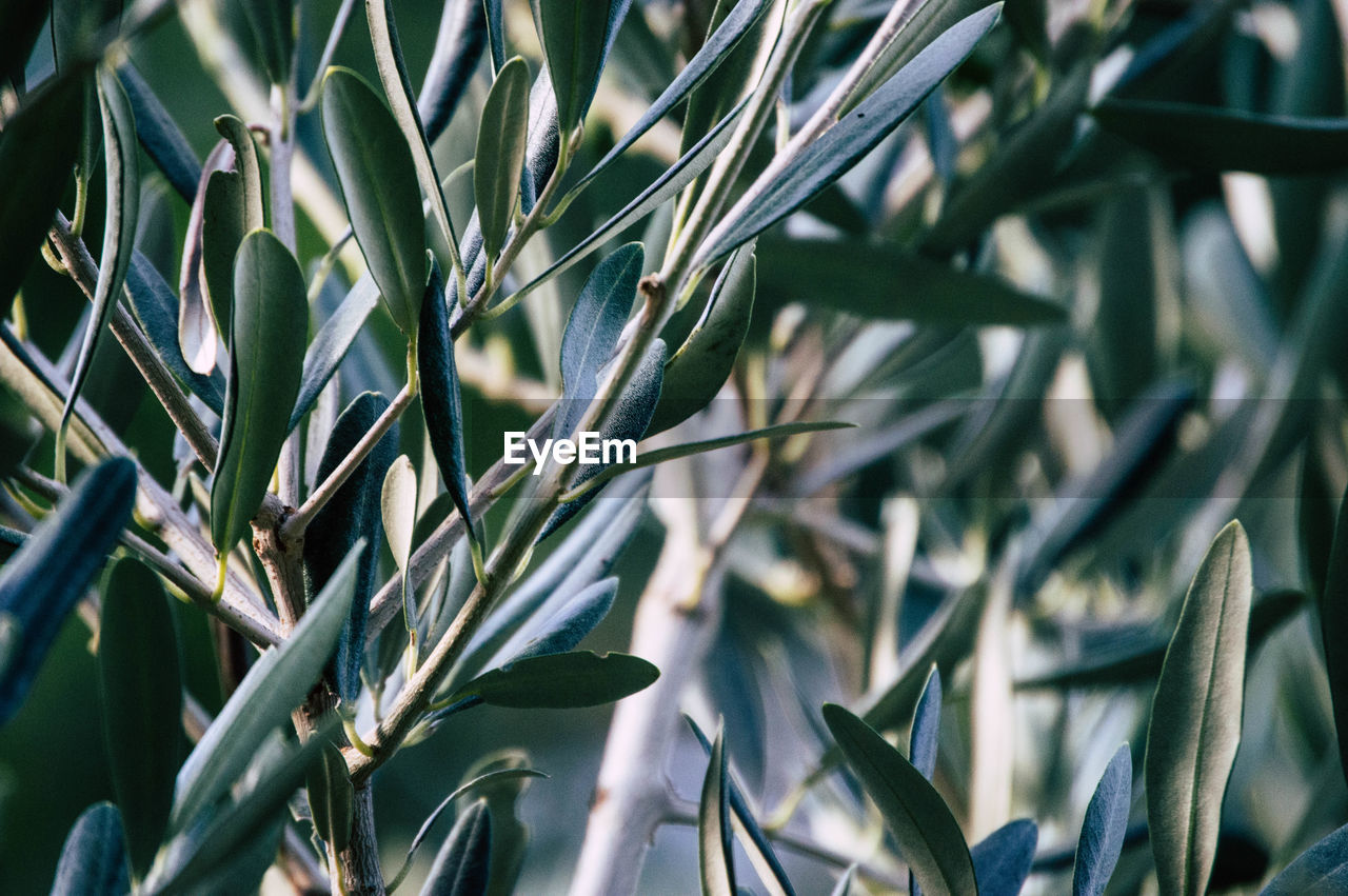 CLOSE-UP OF PLANTS GROWING ON LAND