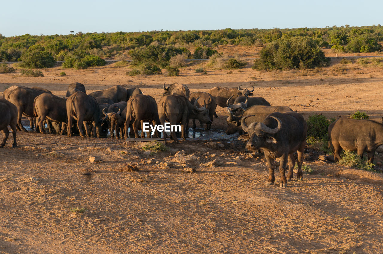 Wild buffaloes at waterhole in african savannah. safari game drive in south africa