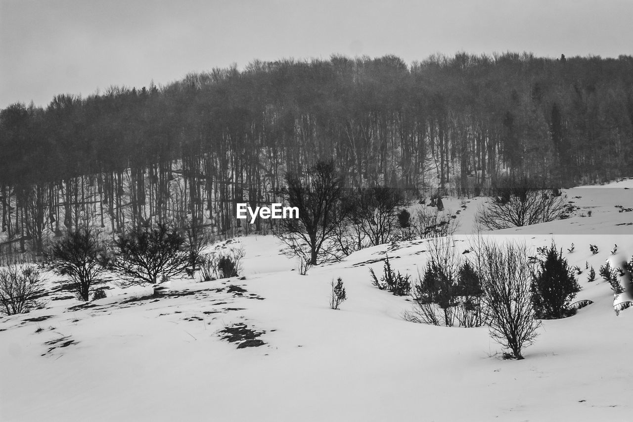 SCENIC VIEW OF SNOW COVERED FIELD AGAINST TREES