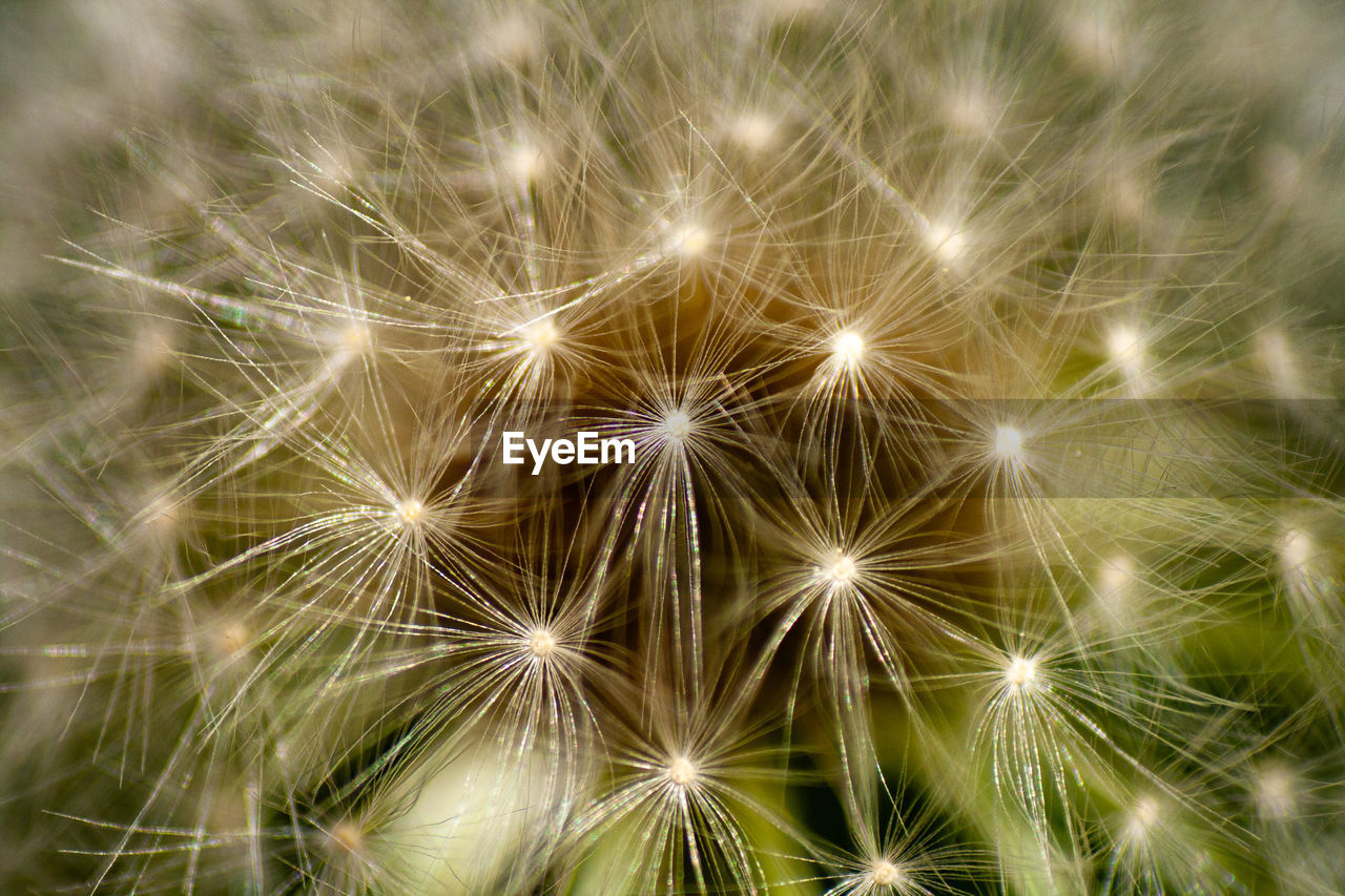 FULL FRAME SHOT OF DANDELION