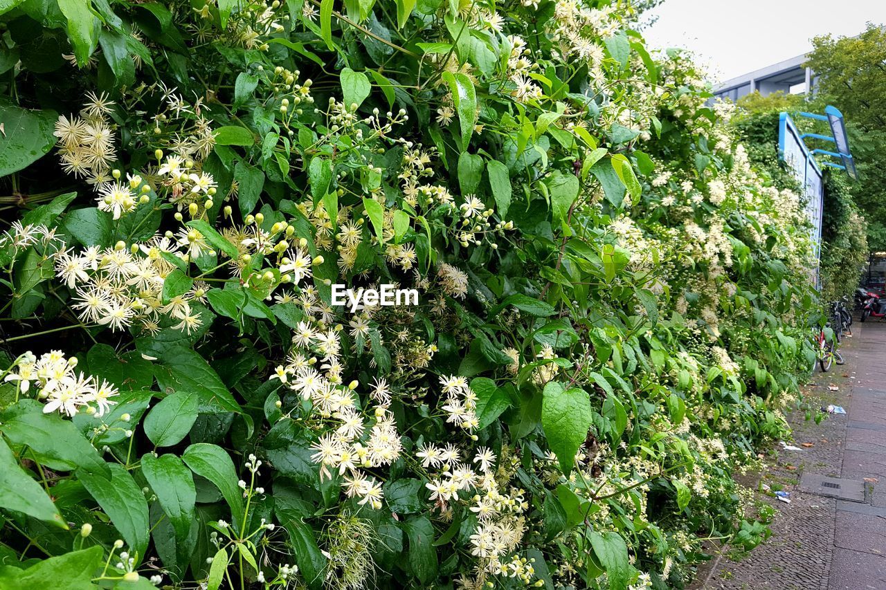 PLANTS GROWING ON TREE