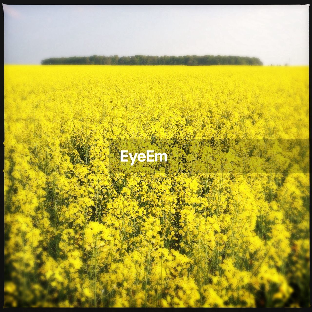 YELLOW FLOWERS IN FIELD