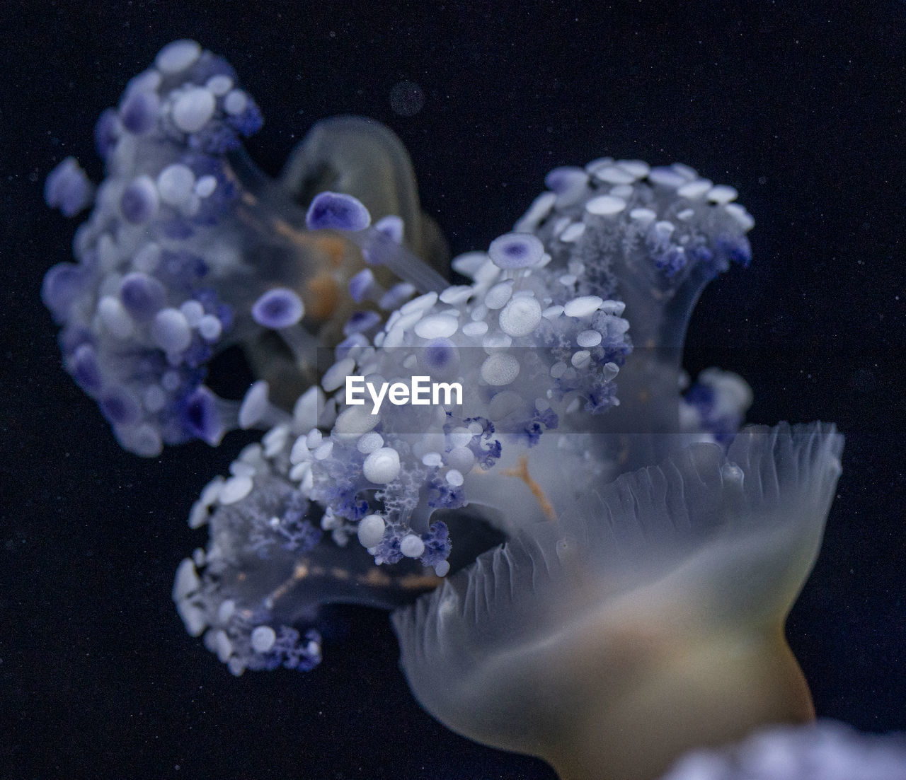 close-up of jellyfish in sea