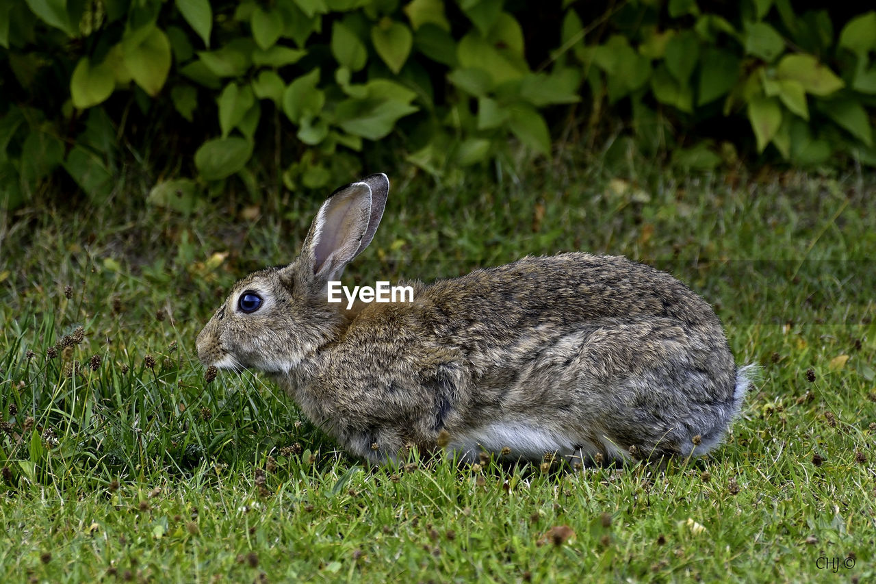 Close-up of rabbit on field