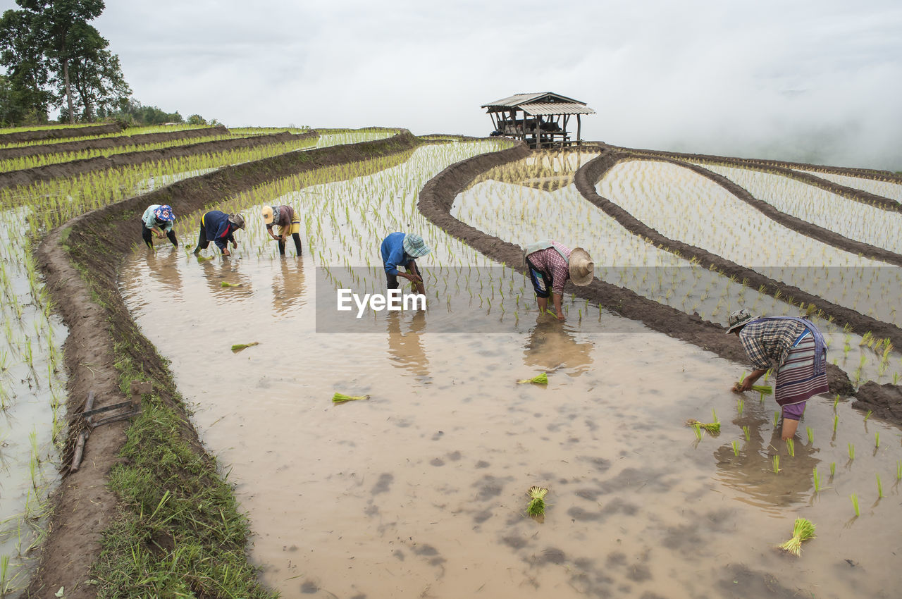 Farmers working on agricultural field