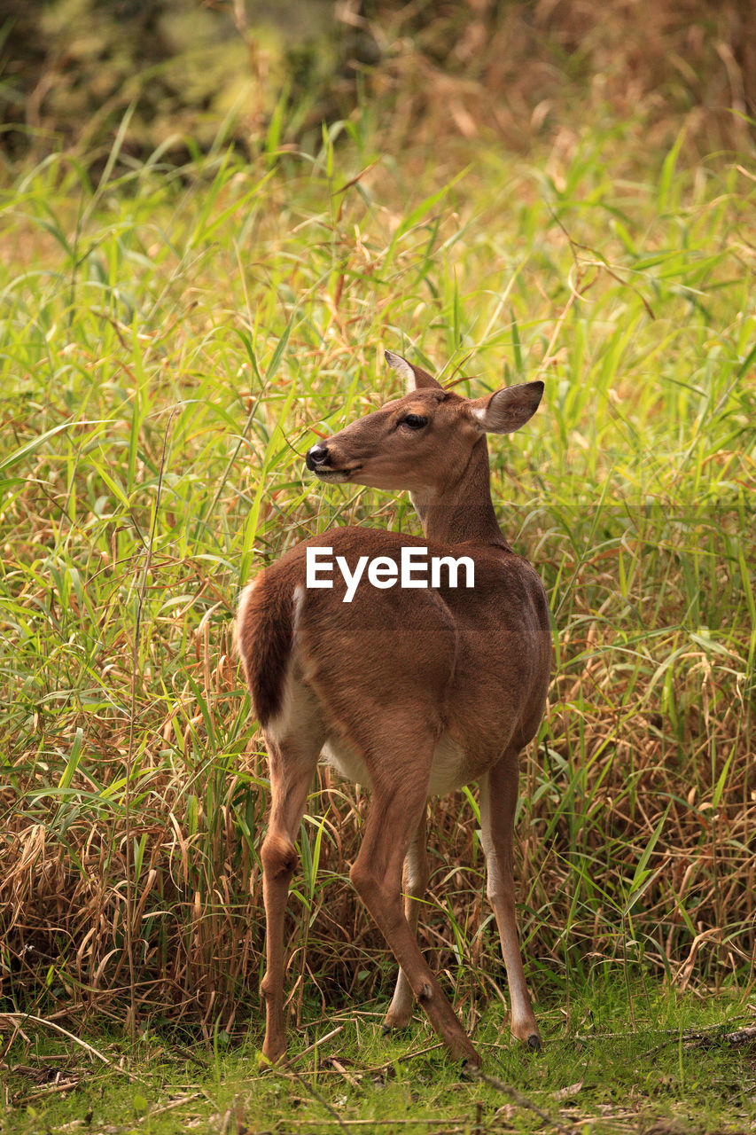 White-tailed deer odocoileus virginianus forages for clover in the wetland 