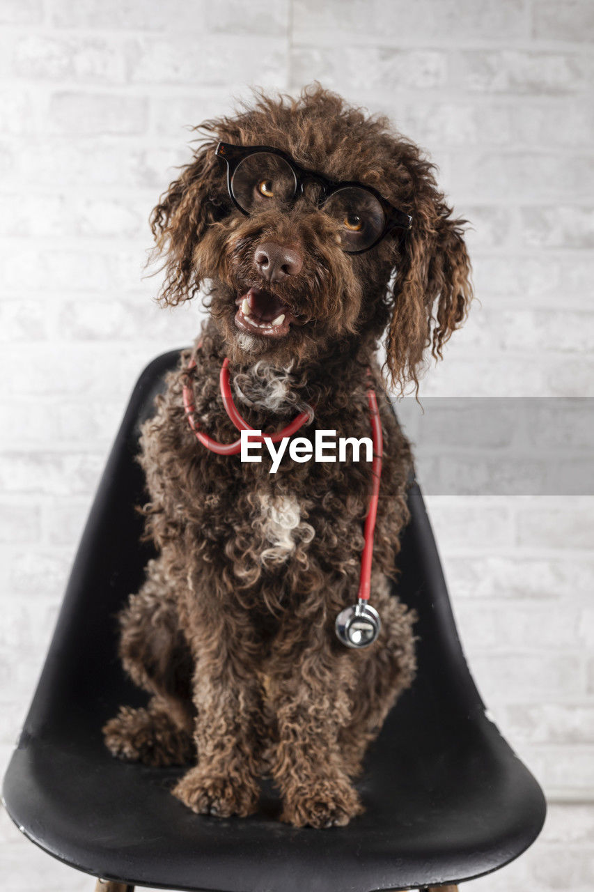 Happy and smiling water dog sitting on a chair with glasses and stethoscope. veterinary concept