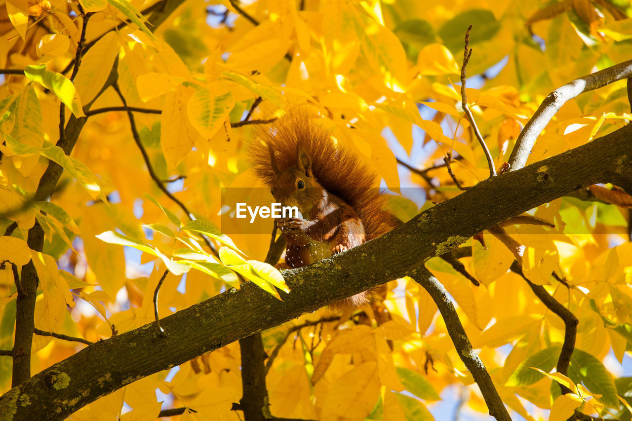 Low angle view of squirrel perching on tree