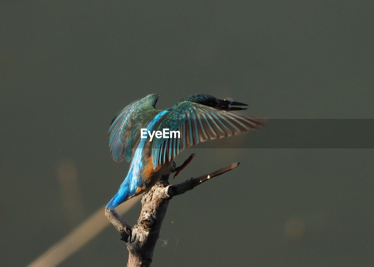 BIRD PERCHING ON A BRANCH AGAINST SKY