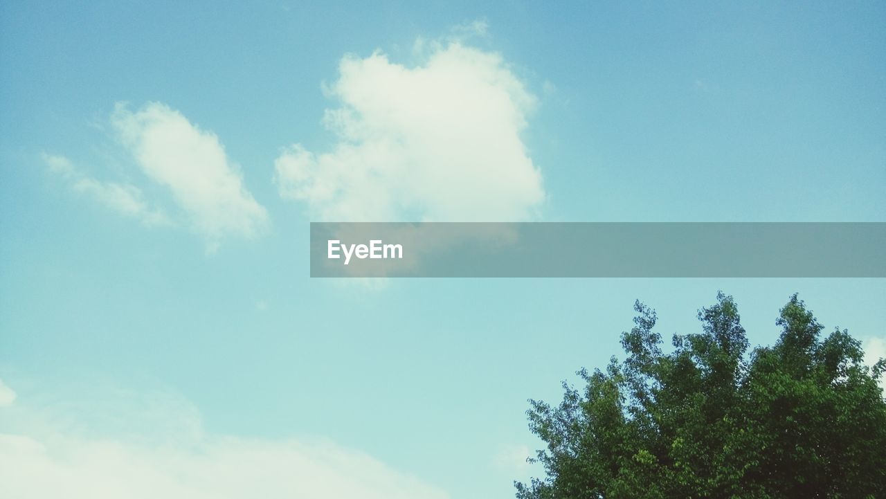 LOW ANGLE VIEW OF TREES AGAINST CLOUDY SKY