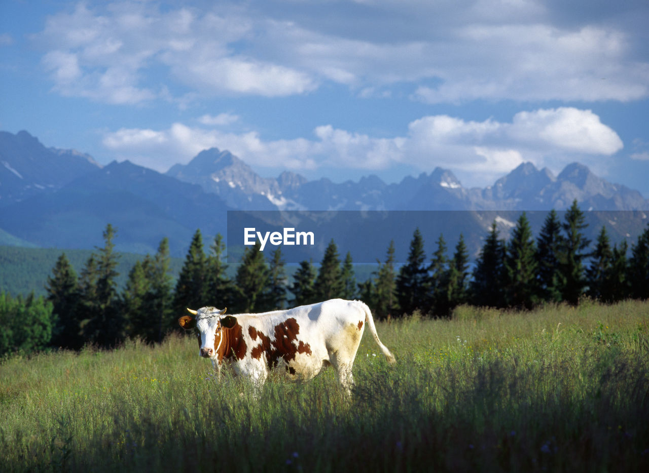 Horses on landscape against mountains