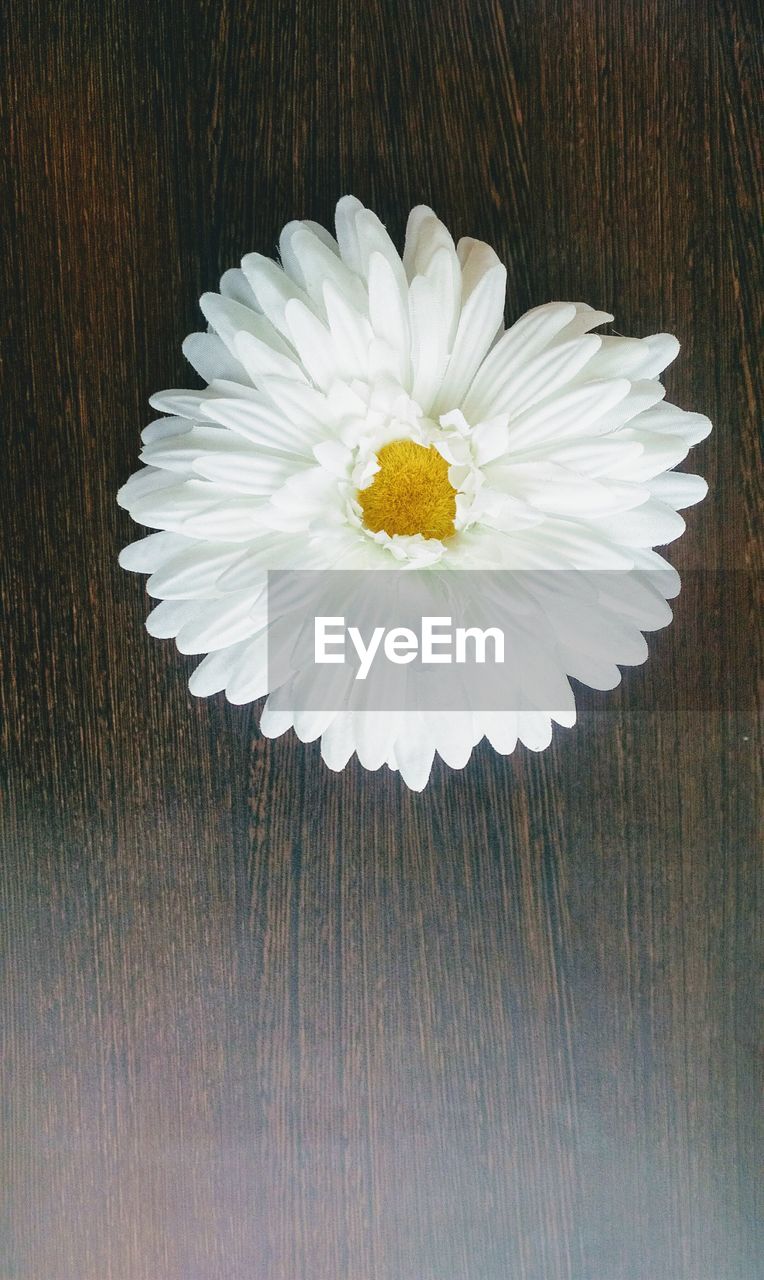 CLOSE-UP OF WHITE FLOWER ON TABLE