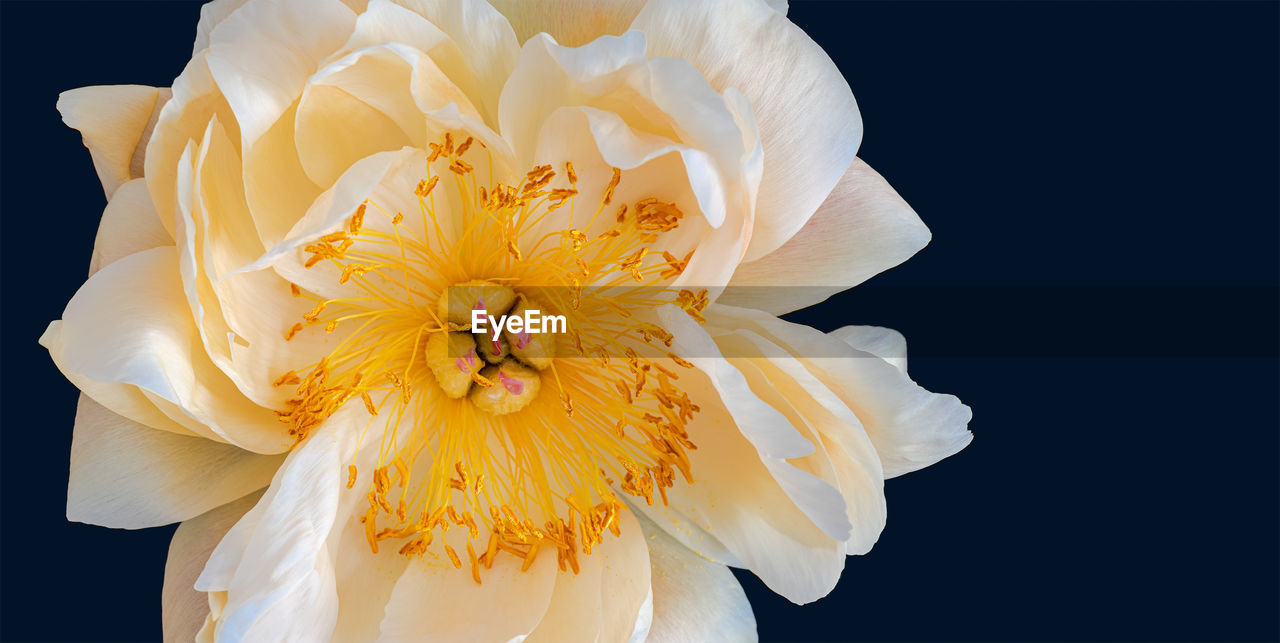 Orange white yellow peony blossom heart macro with delicate filigree texture on blue background