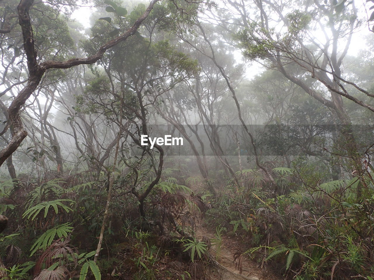 SCENIC VIEW OF FOREST