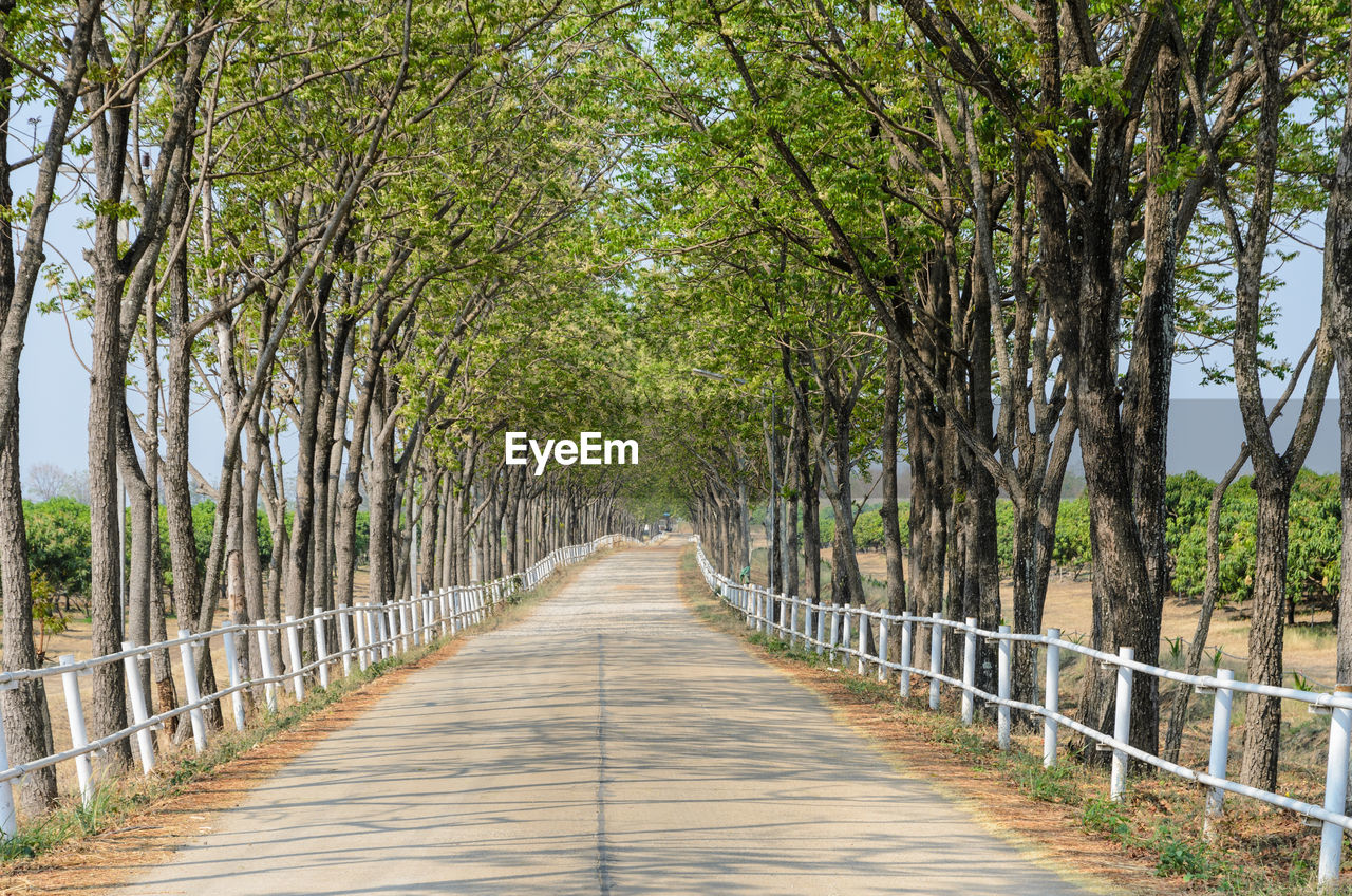 WOODEN FOOTBRIDGE AMIDST TREES