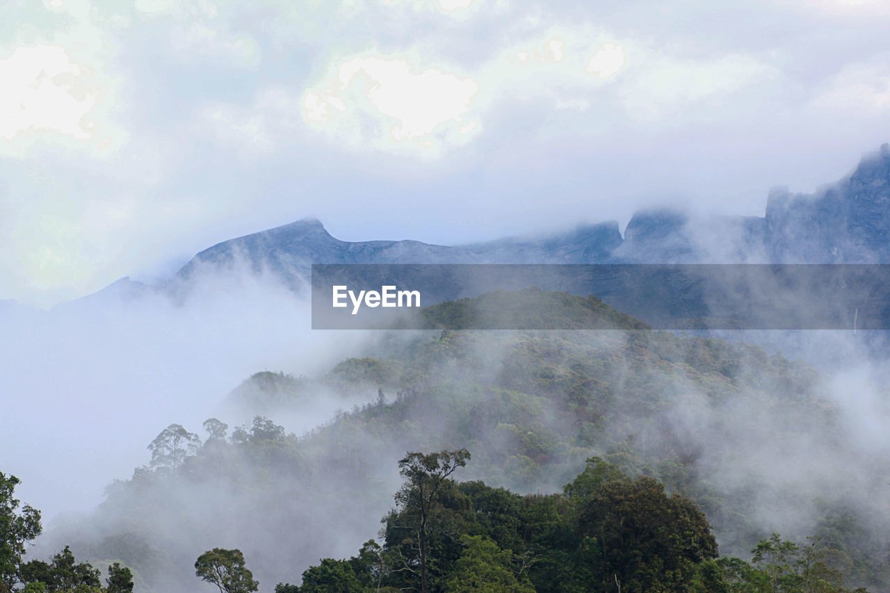 SCENIC VIEW OF TREES ON MOUNTAIN AGAINST SKY