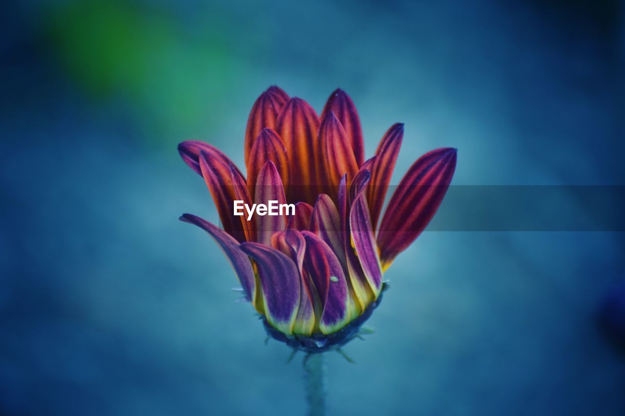 Close-up of pink flower against blue sky