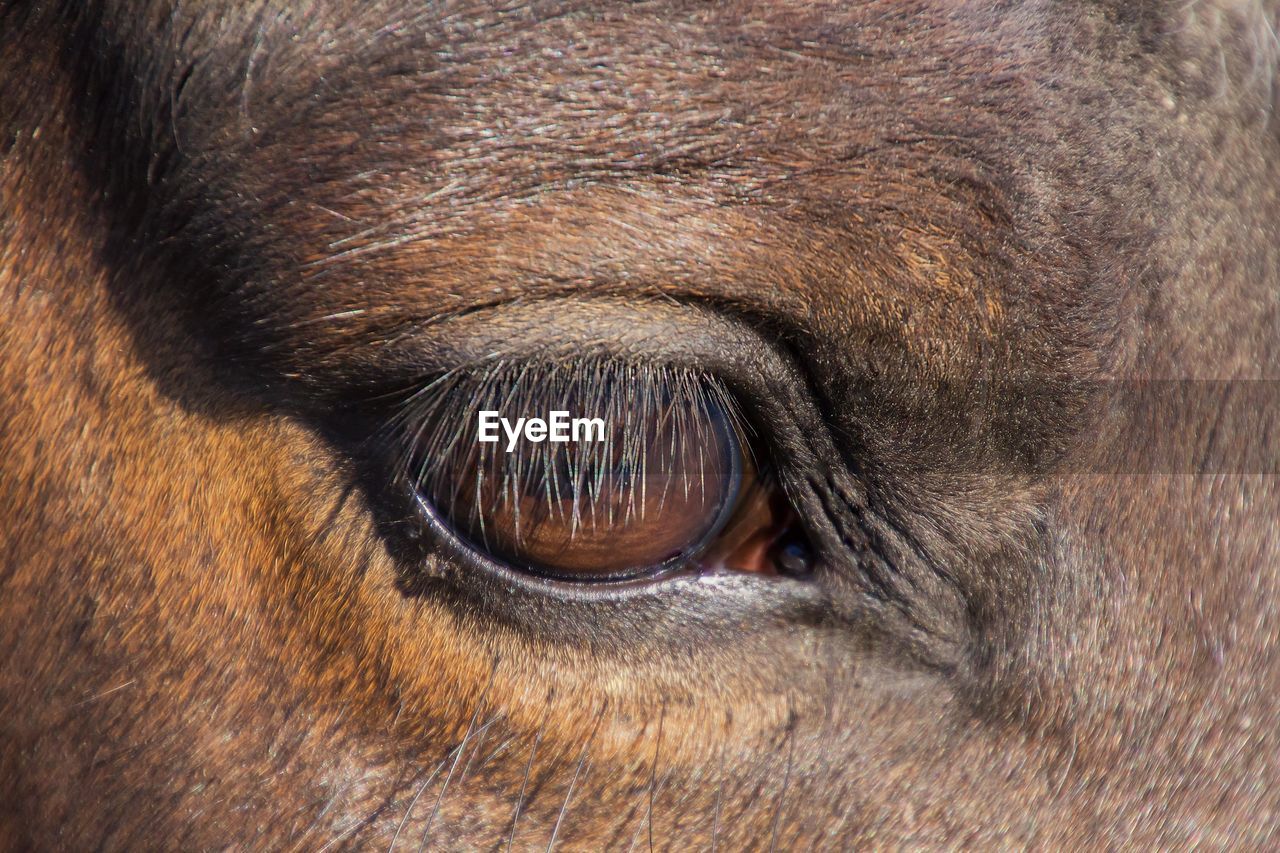 Close-up of horse eye