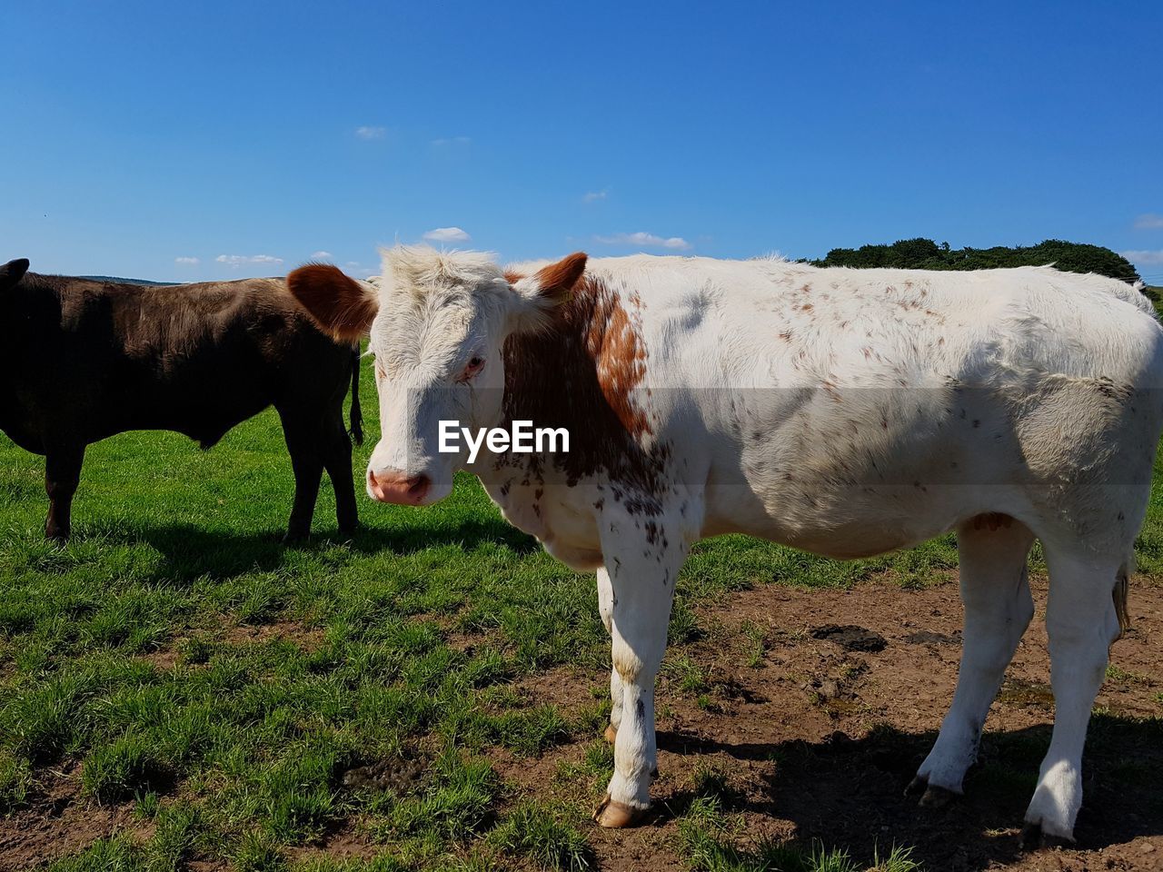 COWS STANDING ON FIELD