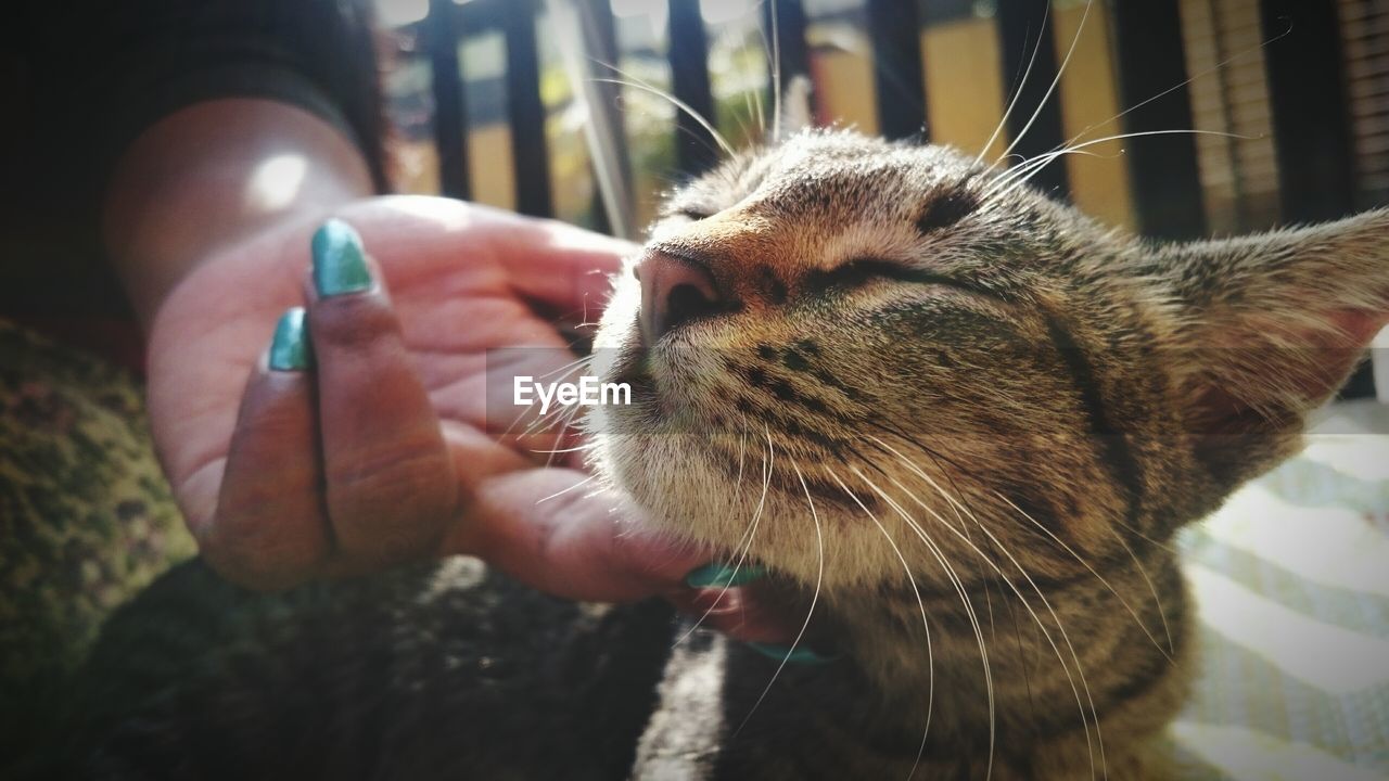 Cropped image of woman stroking tabby cat