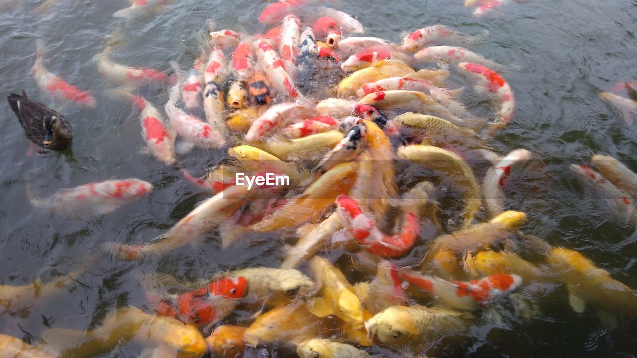 High angle view of koi carps swimming in lake