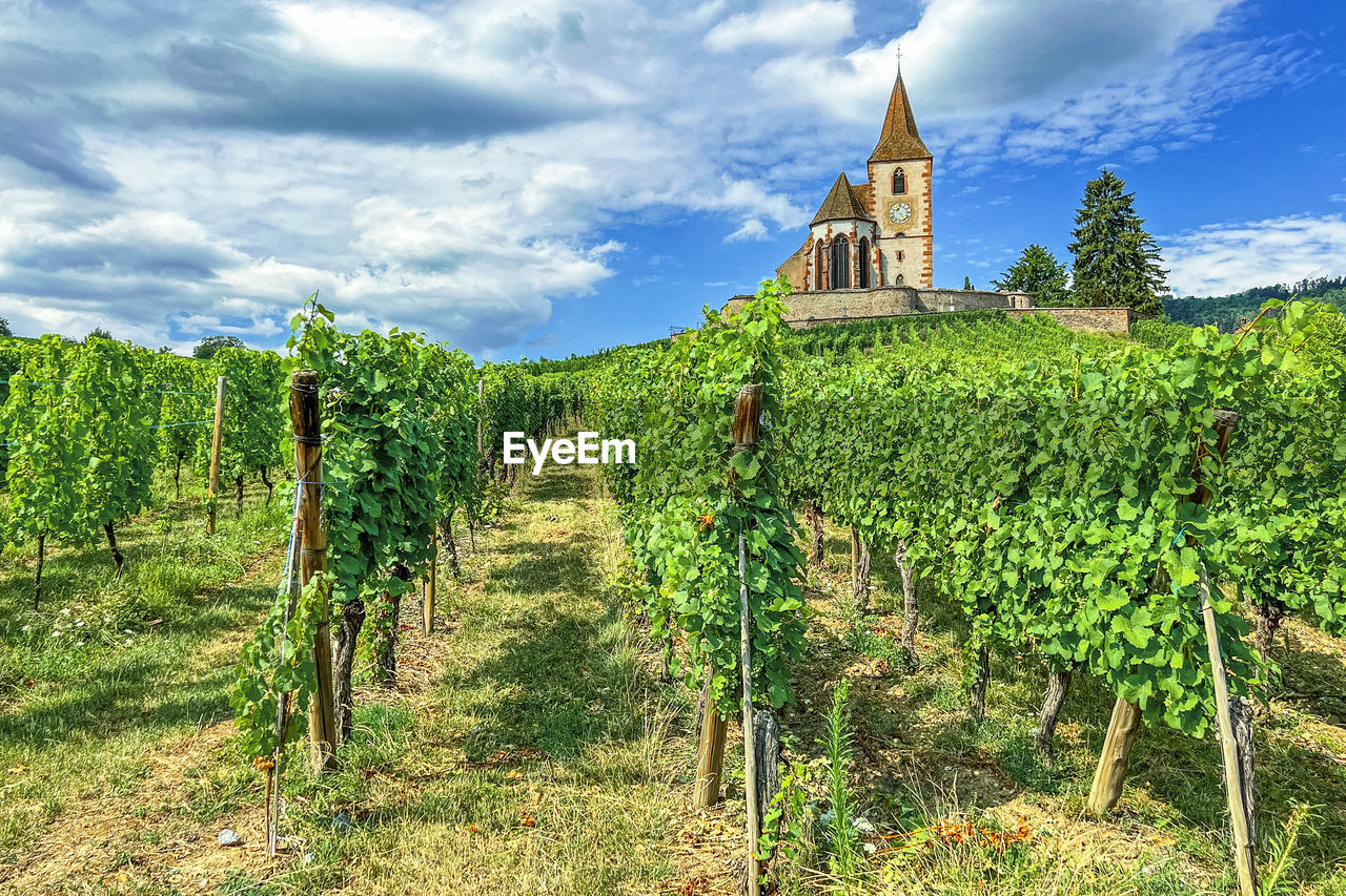 agriculture, landscape, plant, vineyard, sky, field, nature, land, rural scene, cloud, architecture, environment, crop, religion, growth, building, scenics - nature, food and drink, green, built structure, no people, travel, winemaking, travel destinations, food, farm, place of worship, outdoors, beauty in nature, vine, tree, plantation, hill, fruit, history, day, building exterior, grape, spirituality, belief, tourism, grass, rural area, tower, wine, tranquility, the past, alcohol