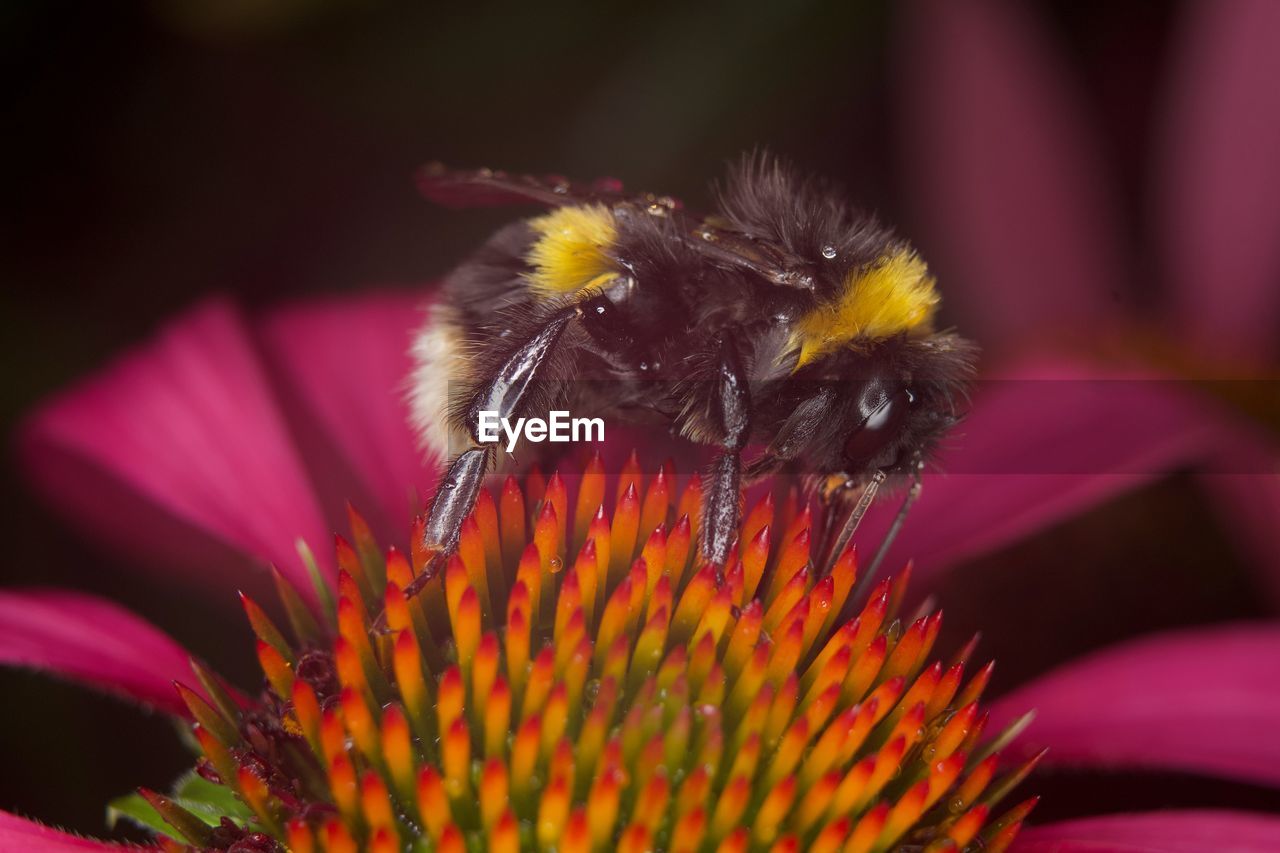 CLOSE-UP OF HONEY BEE POLLINATING FLOWER