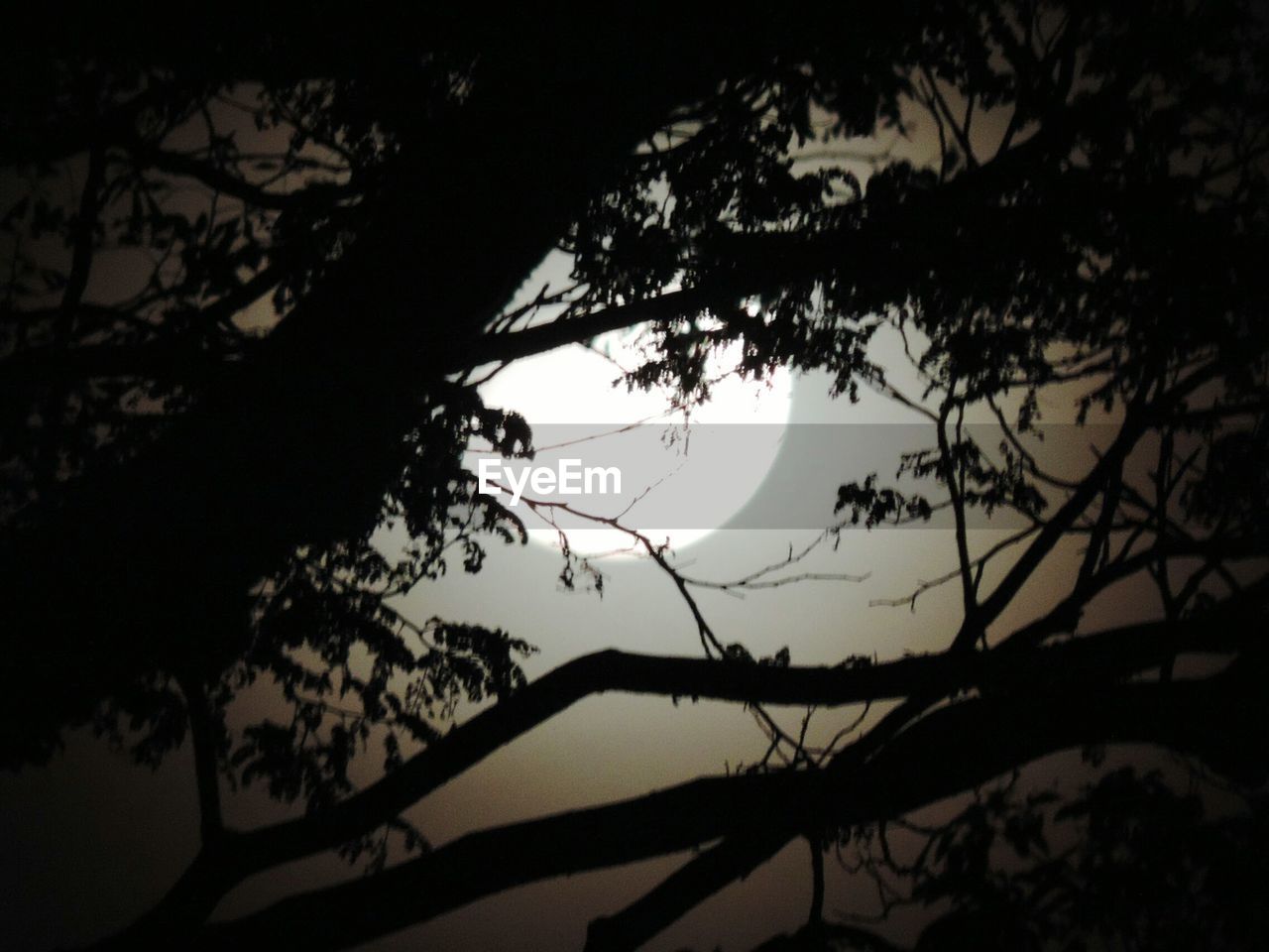 SILHOUETTE TREE AGAINST SKY