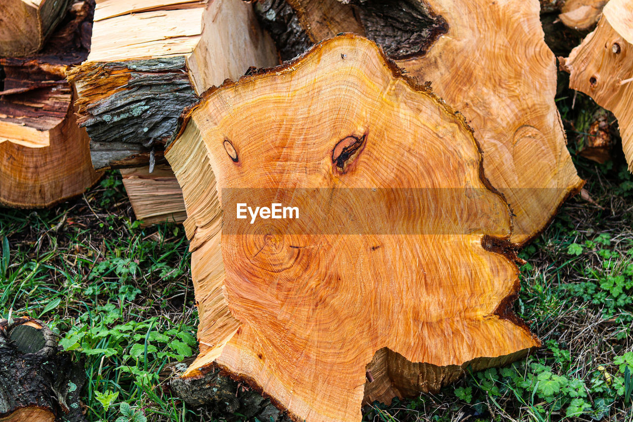 High angle view of tree stump on field