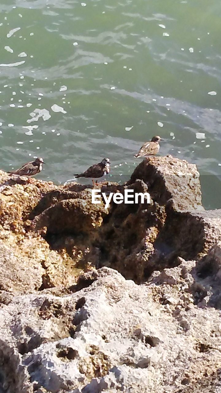 CLOSE-UP OF BIRD ON ROCK BY LAKE