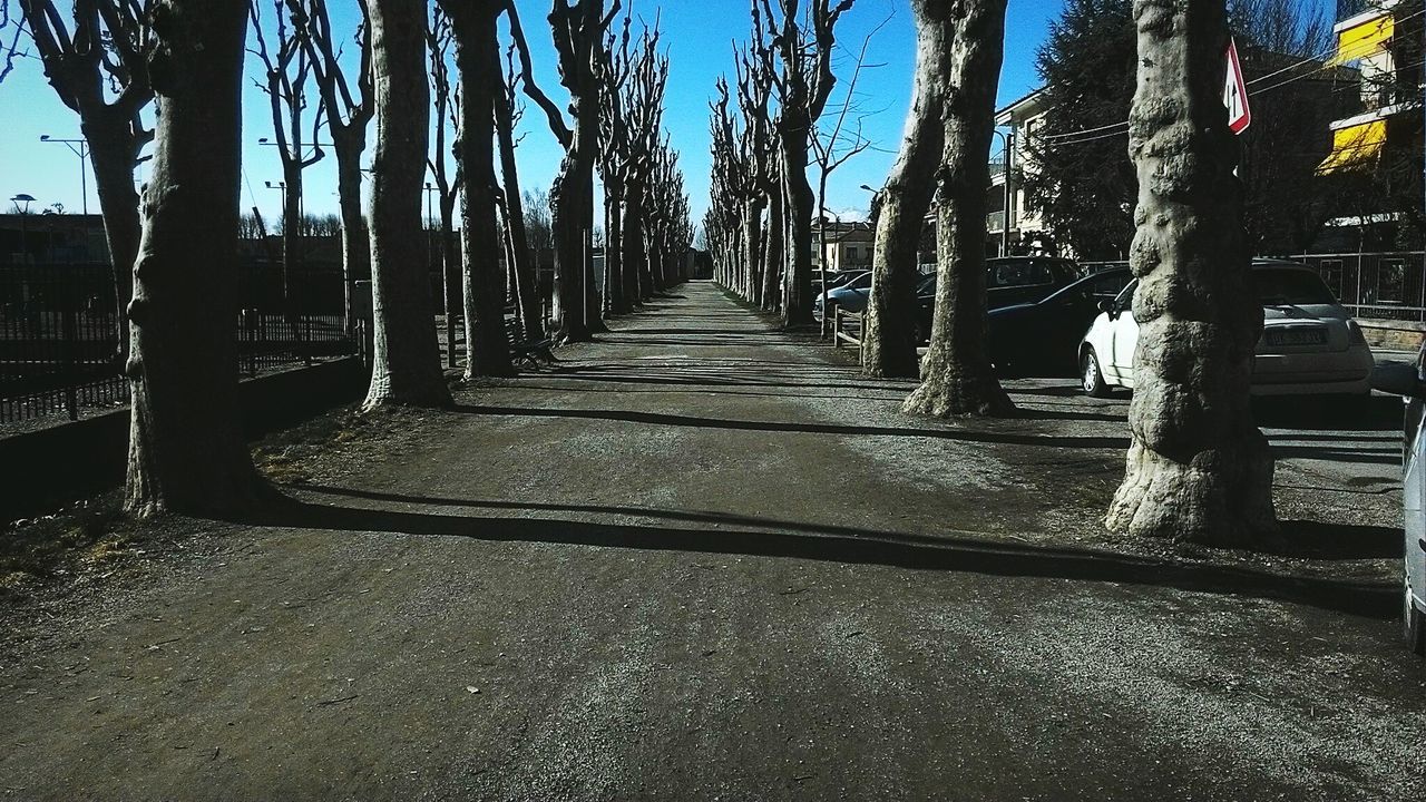 VIEW OF TREES IN SUNLIGHT