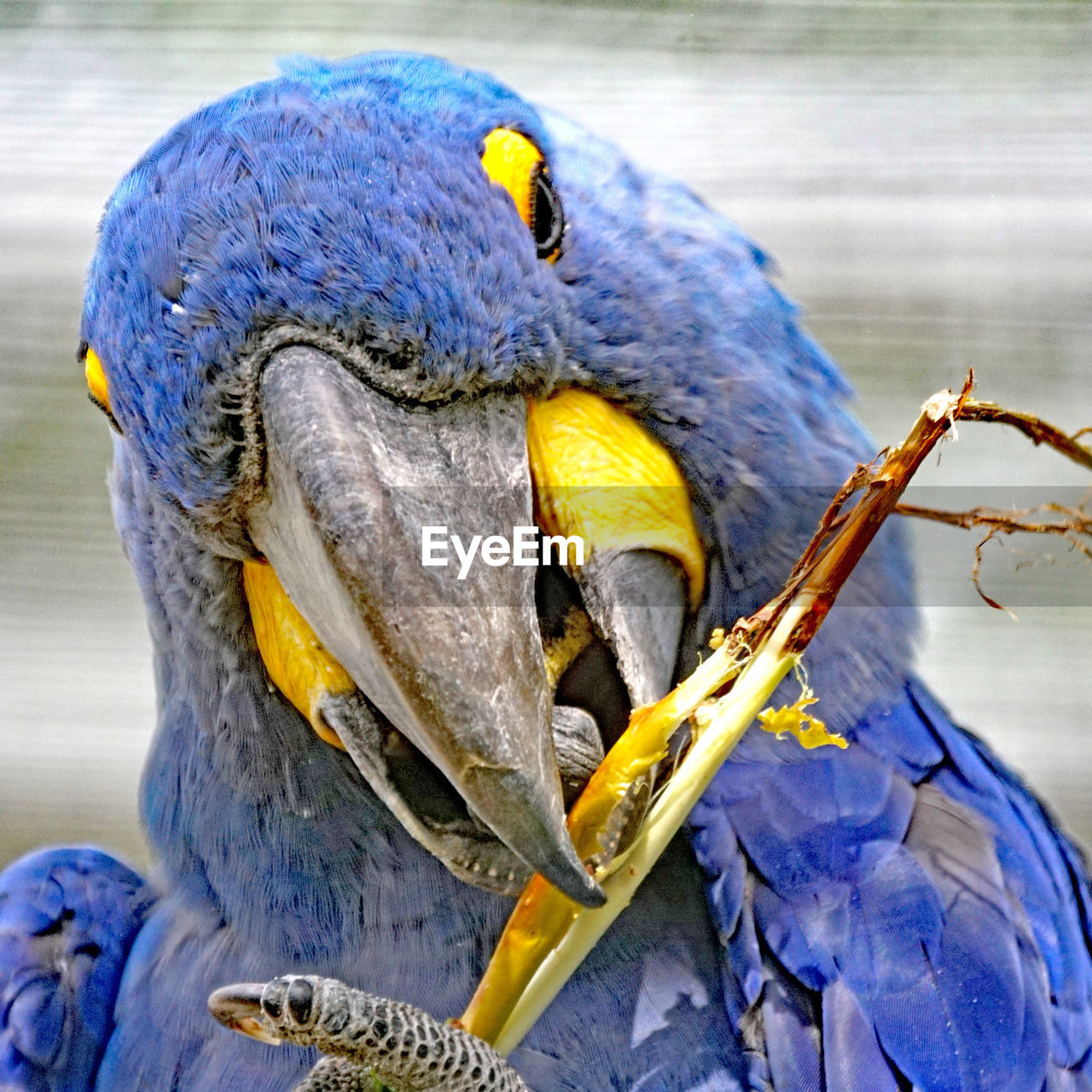 CLOSE-UP OF A PARROT EATING