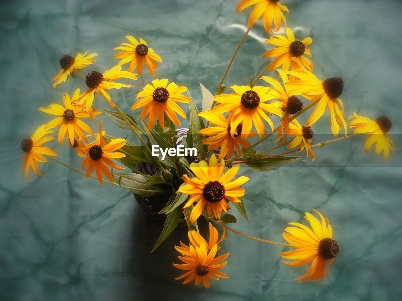 YELLOW FLOWERS BLOOMING IN PARK