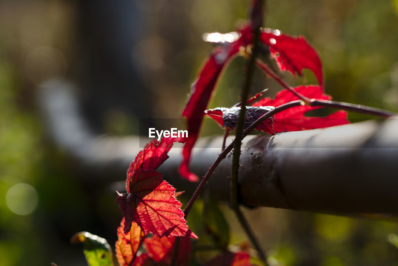 CLOSE-UP OF RED MAPLE LEAVES ON FLOWER