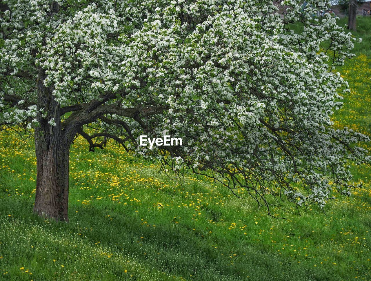 SCENIC VIEW OF GRASSY FIELD