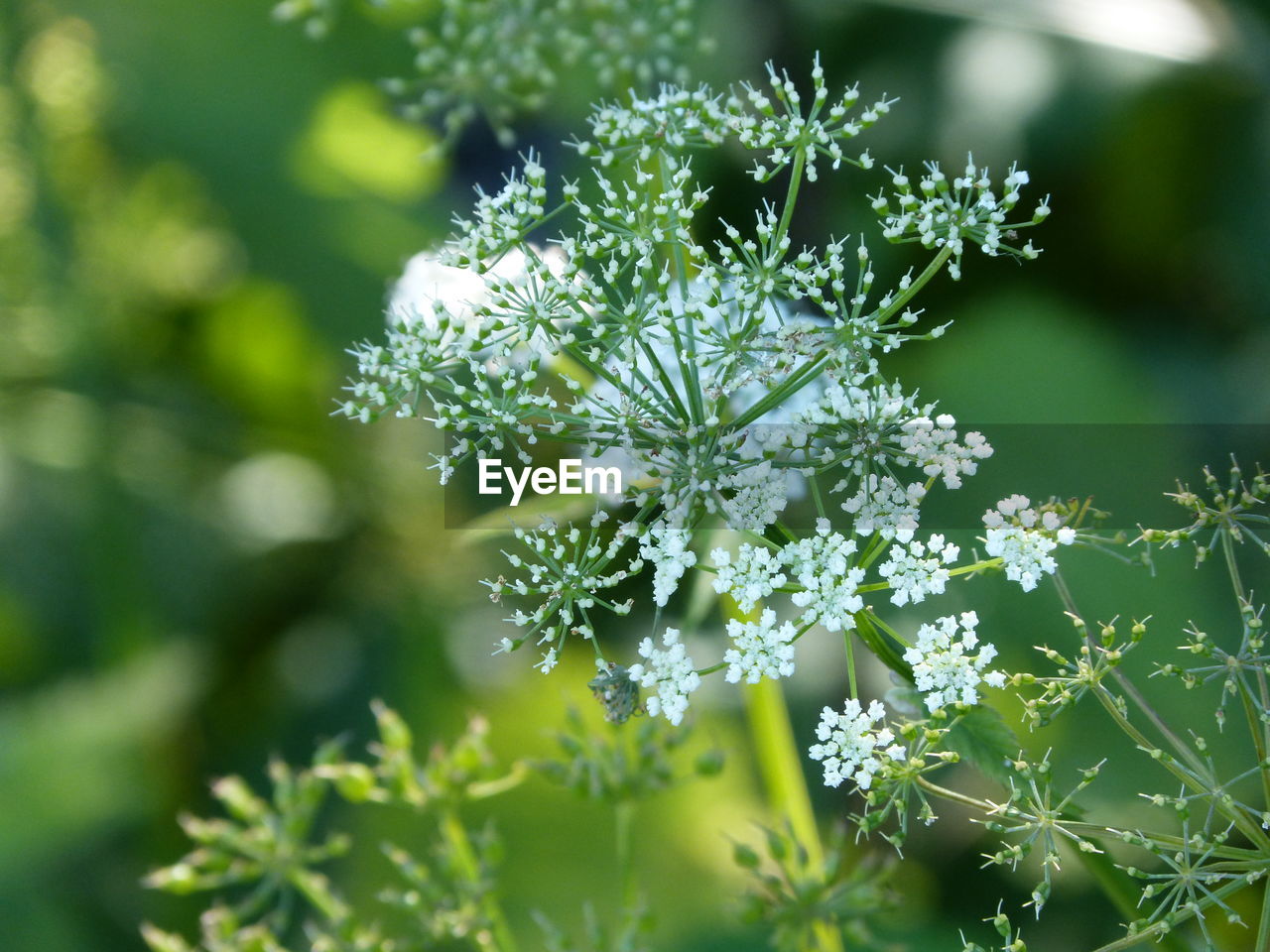 CLOSE-UP OF FLOWERING PLANT AGAINST BLURRED BACKGROUND