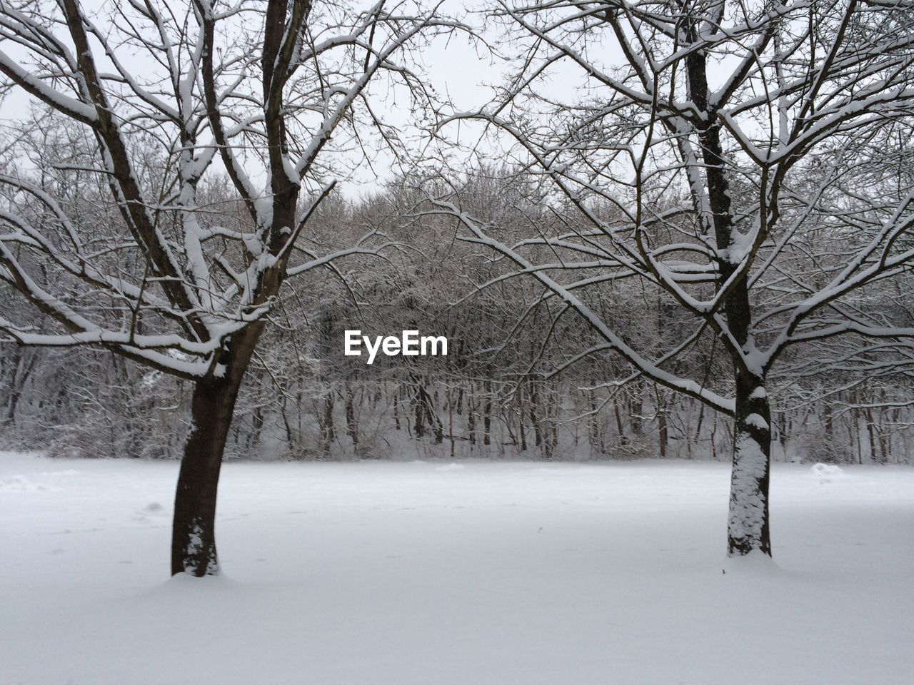 BARE TREES ON SNOW COVERED LANDSCAPE DURING WINTER