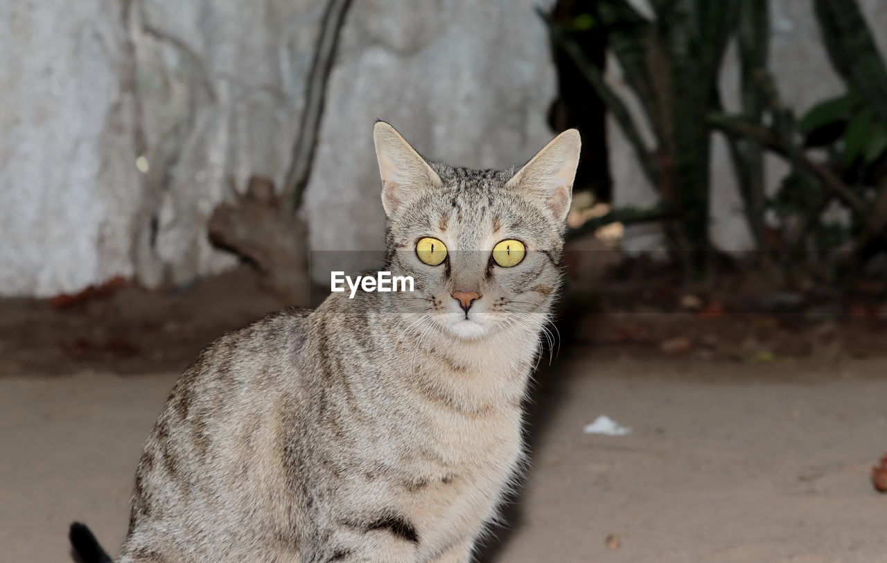 PORTRAIT OF TABBY CAT