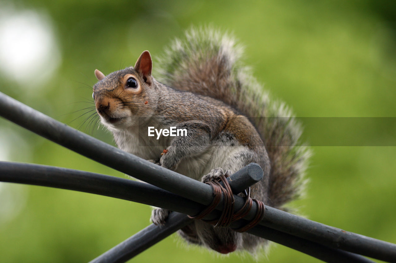 CLOSE-UP OF SQUIRREL OUTDOORS